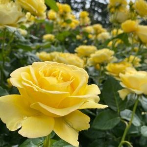 Meet your Posher, Ruby